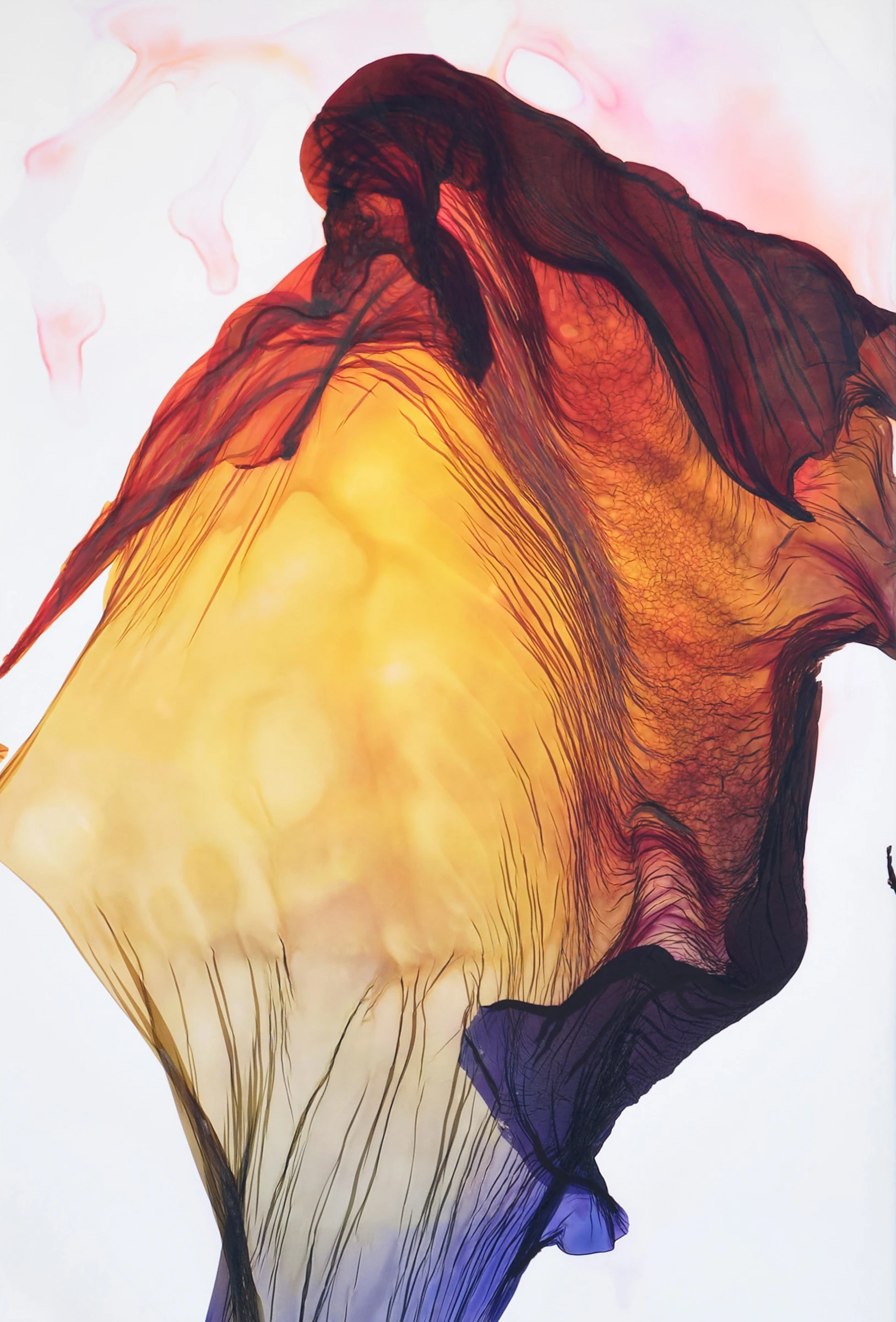 Bird Of Paradise