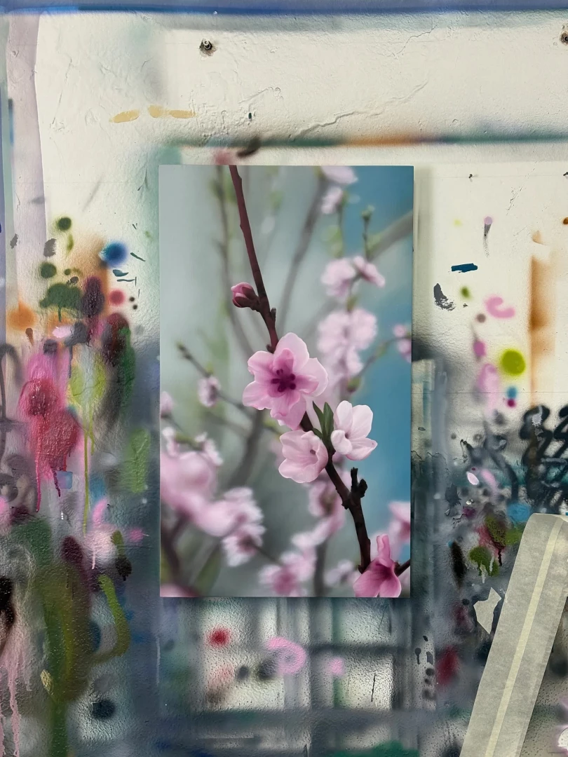 cherry blossom