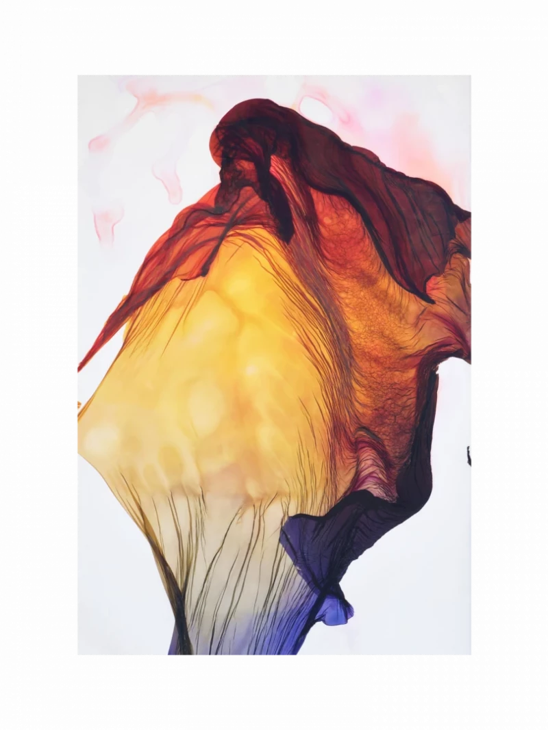 Bird Of Paradise