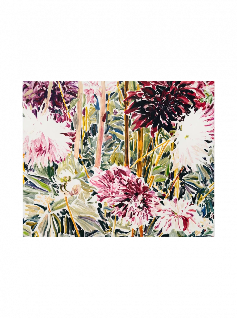 Sept Dahlias Roses Et Rouges